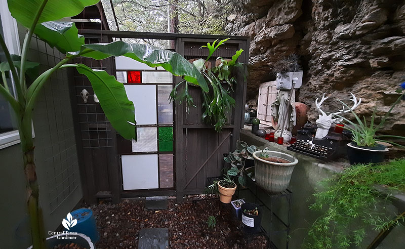 staghorn fern mounted near stained glass door