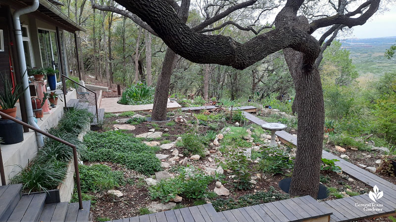 plants and boardwalk under live oak tree