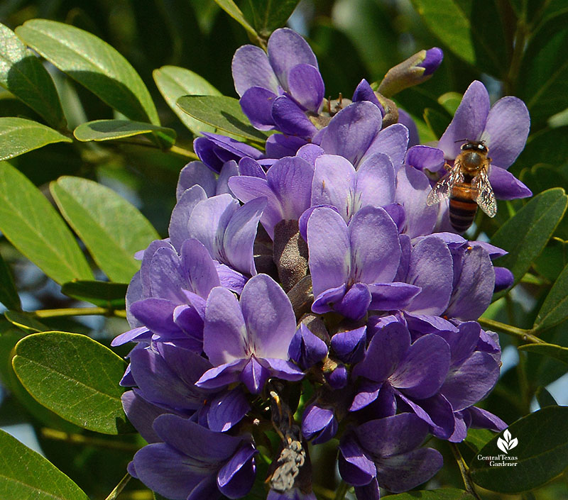 bee on lavender flower