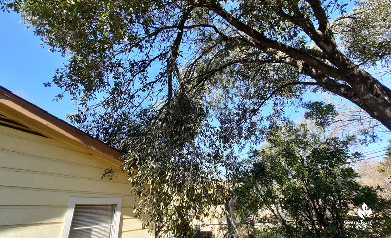 tree branch hanging over roof 