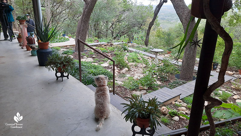 dog on long porch above a hillside garden
