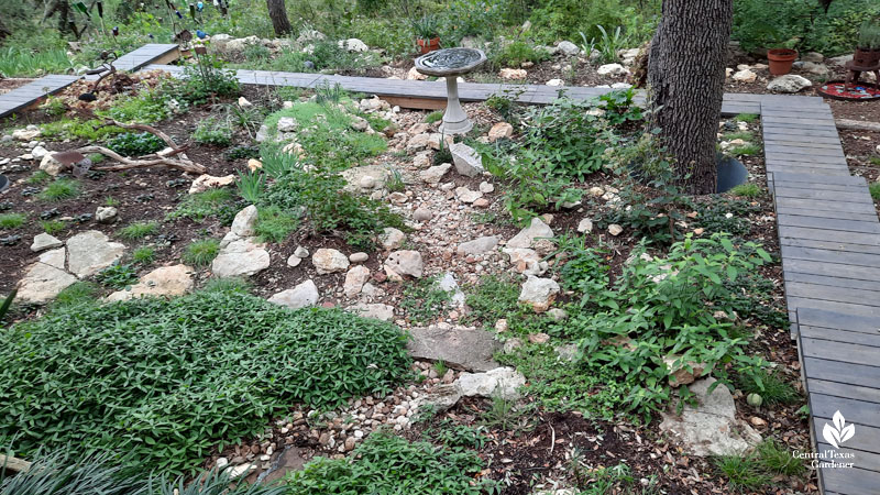 plants on shady hillside with dry creek bed