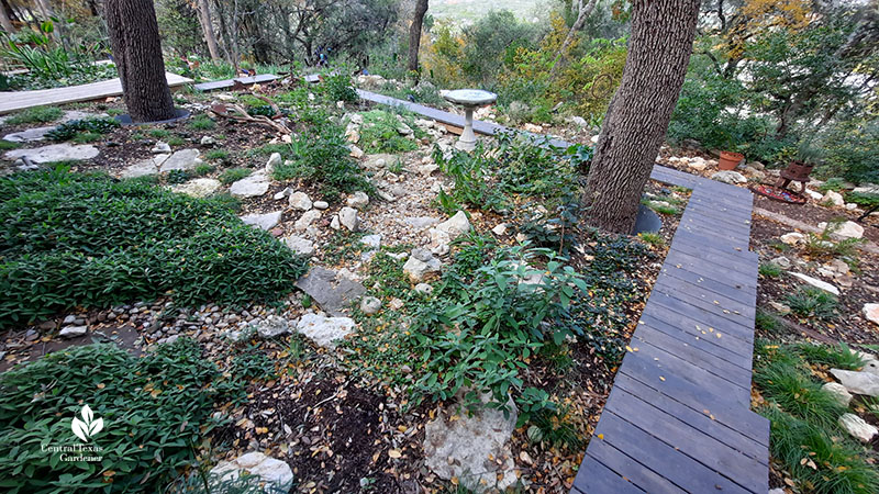 dry creek bed and plants  in shady hillside garden 