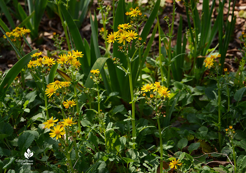 small golden daisy-like flowers 