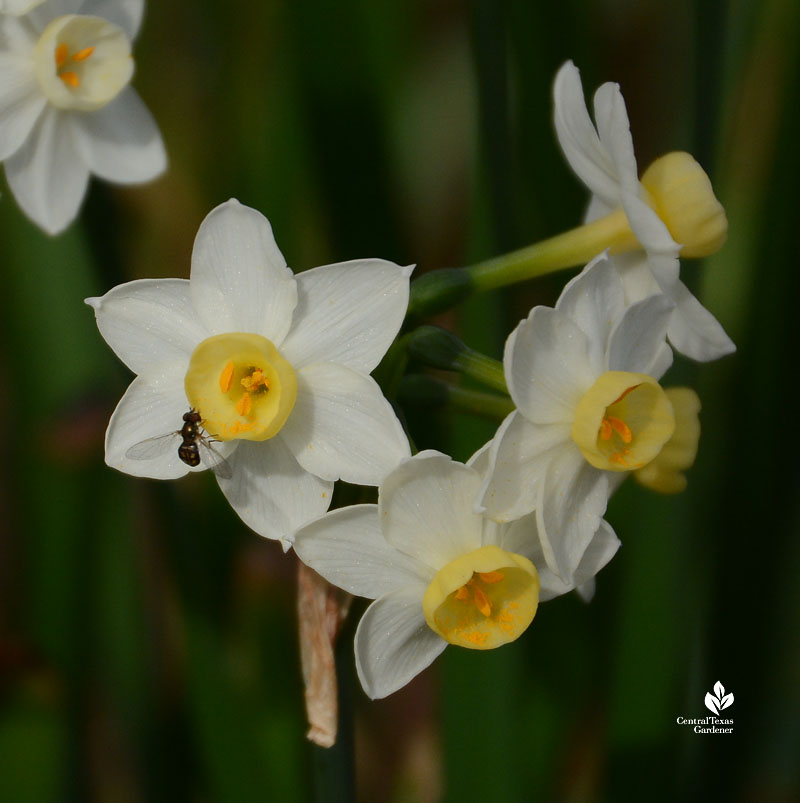 tiny insect on small white flower 