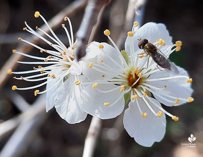 tiny winged insect, maybe a hover fly, on small white flower