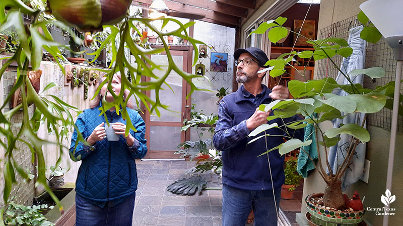 woman and man looking at staghorn fern as he lowers it to eye level