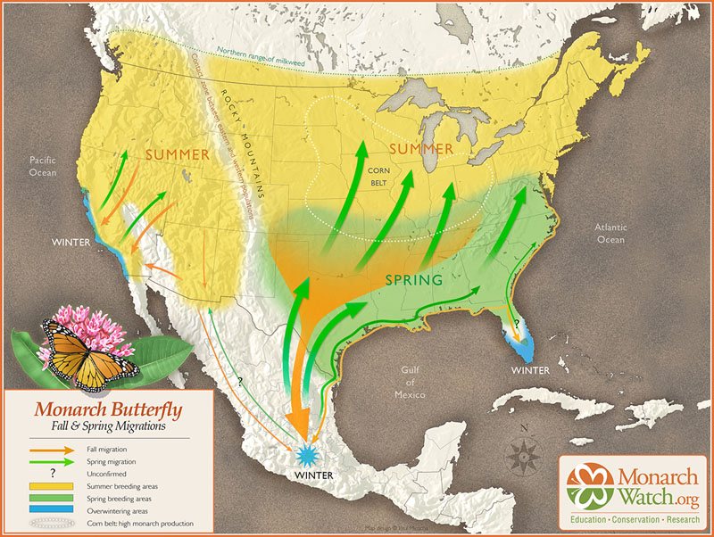 colorful graphic showing butterfly migration north and south