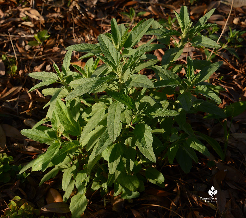 short plant with gray-green leaves