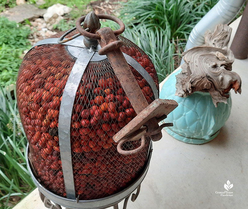 red Texas mountain laurel seeds in wire mesh container