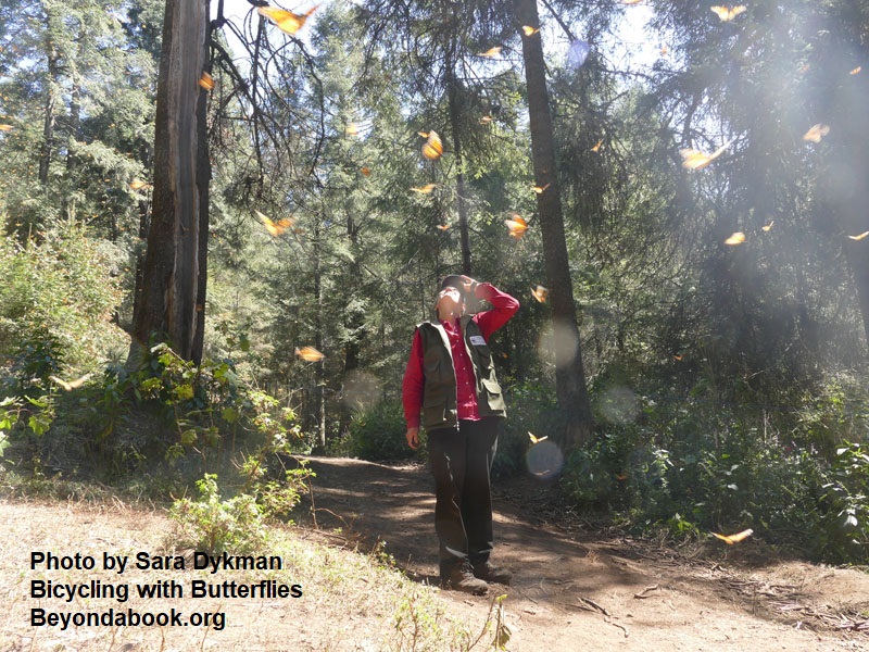 woman looking up at forest and hundreds of flying monarchs