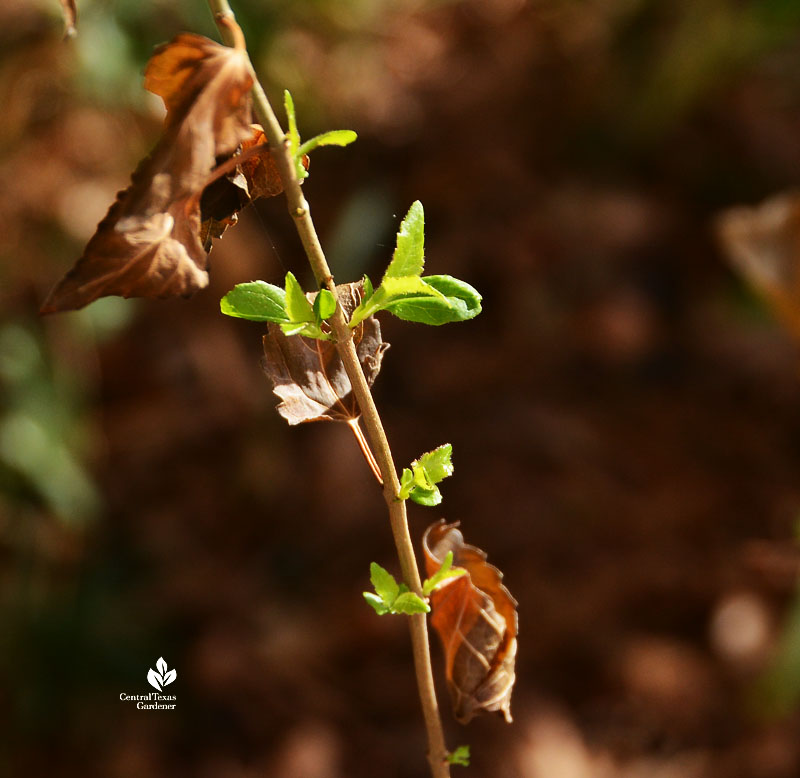 new green leaves on browned plant stem