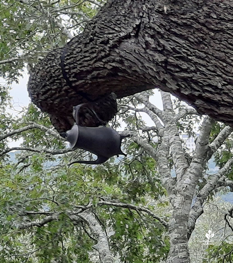 metal teapot suspended in tree
