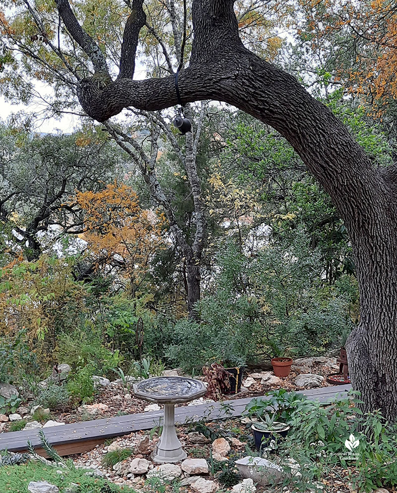 teapot suspended from live oak tree dripping into birdbath