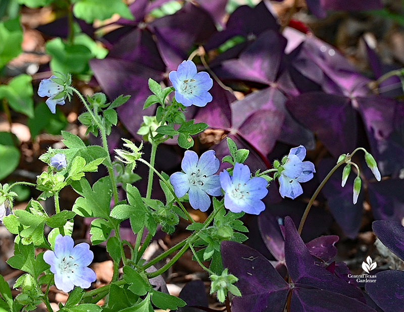 pale blue flowers next to deep purple foliage
