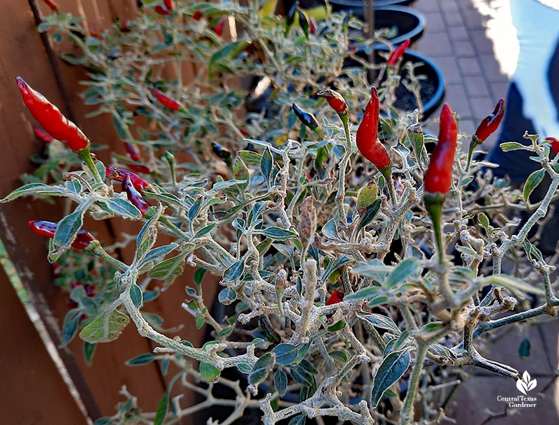 small and narrow deep red peppers on silvery foliage
