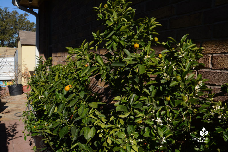 four-foot high shrub/tree with orange and green fruits and white flowers