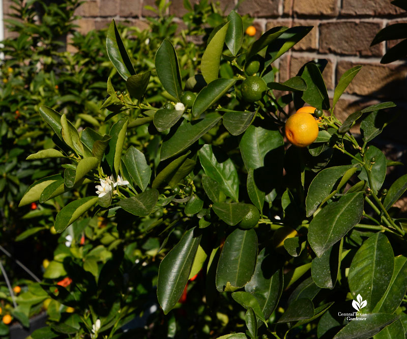orange and green fruits and white flowers