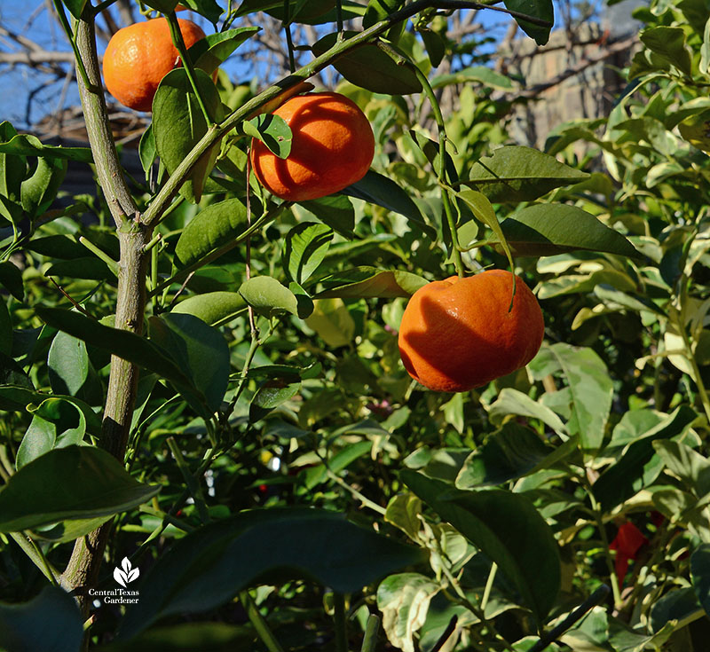 three orange fruits on plant