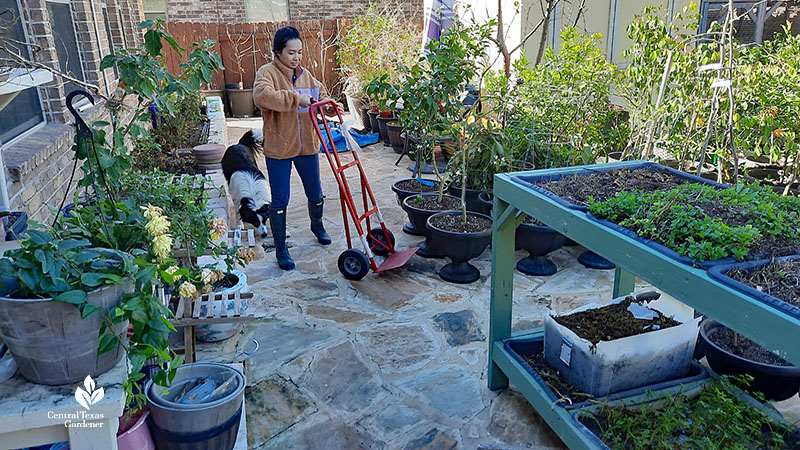 woman preparing to load plant pot onto a dolly 