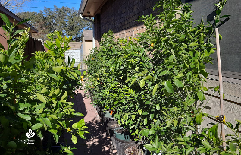 containers of fruit trees against fence and side of house 