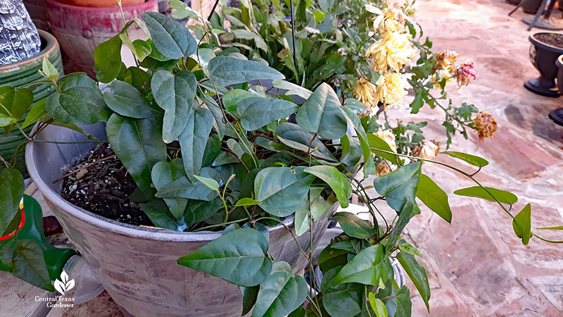 narrow-leafed trailing plant in container