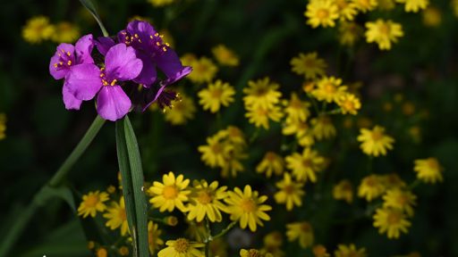 lavender pink flower against yellow flowers