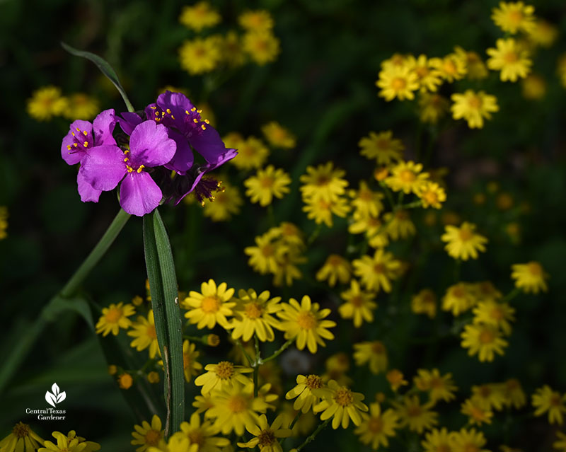 lavender pink flower against yellow flowers 