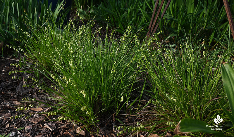 short slender-leafed clumping grass with seed  heads