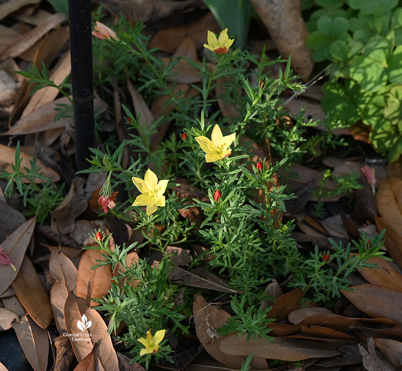 tiny yellow star-shaped flowers and red buds on groundcover
