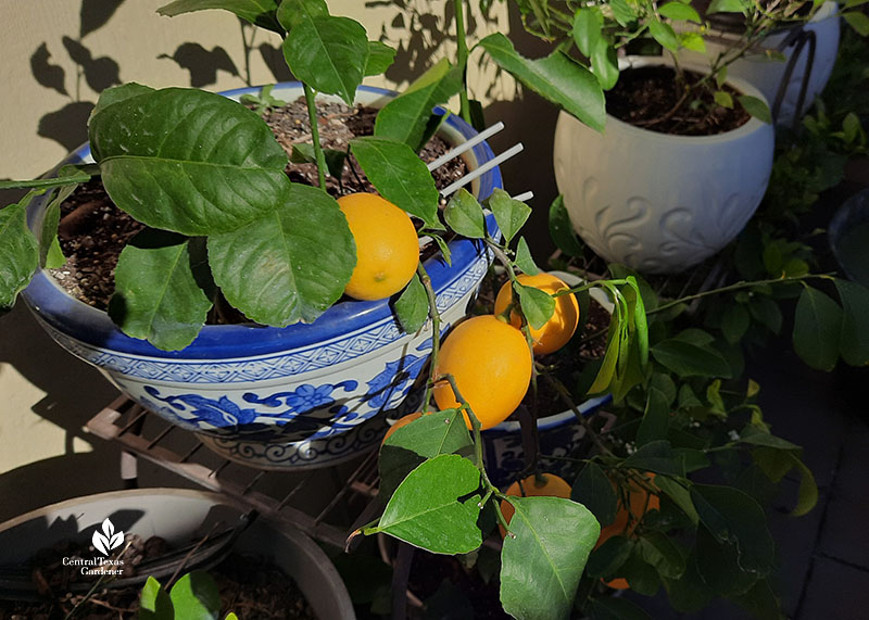 large deep yellow lemons on tree in small container 