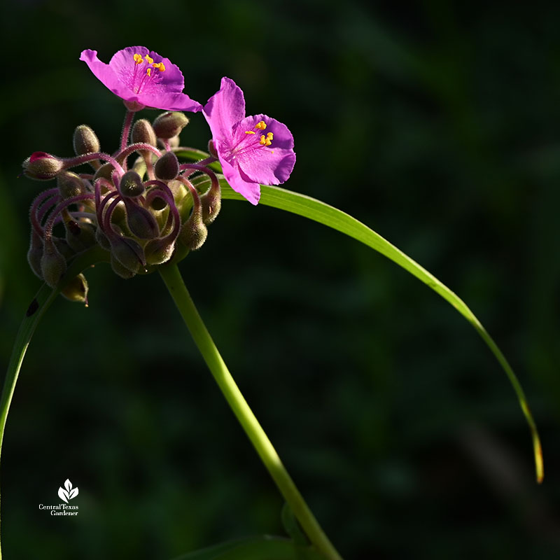 pink flower 