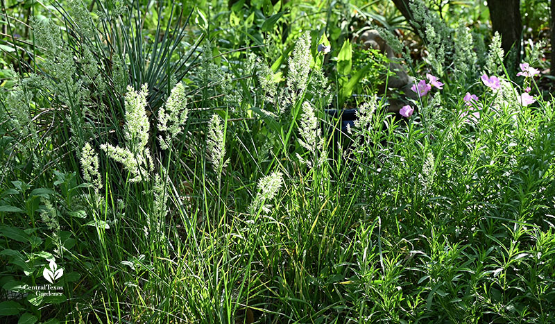 fluffy white seed heads on short clumping grass with pink flowers behind 