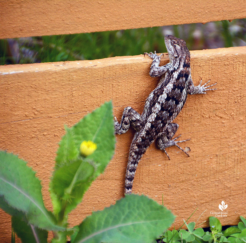 large scaled lizard on fence 