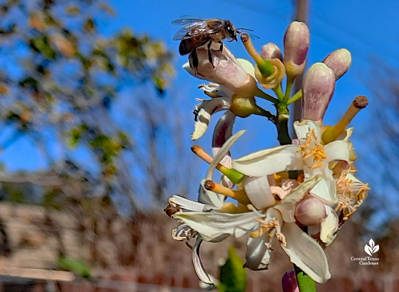 bee on fruit tree flower