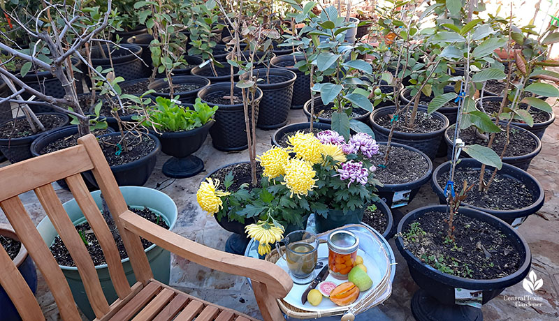 bench table set set with tea and fruit and many plants in containers