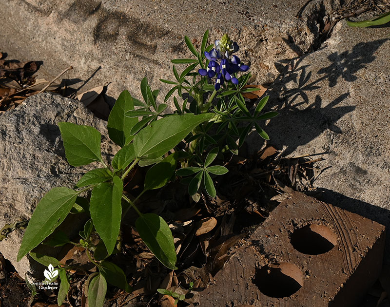 bluebonnet in gutter protected by a rock and a brick 