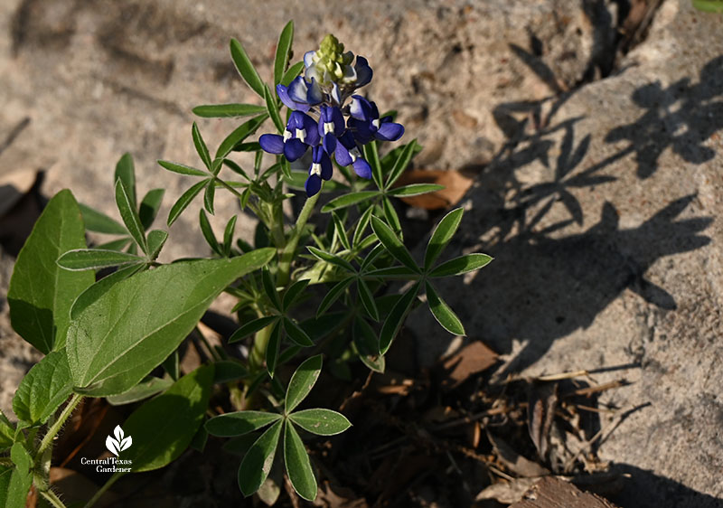 bluebonnet in gutter