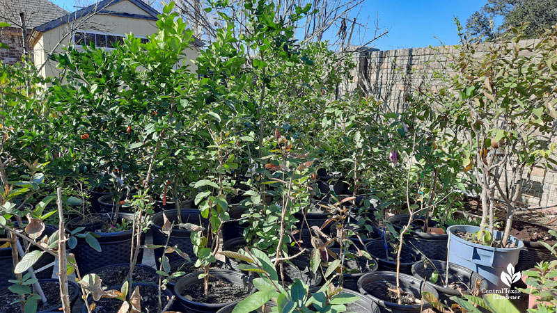 lots of container trees in backyard