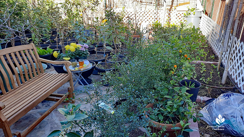 fruit trees in containers on patio with bench and table