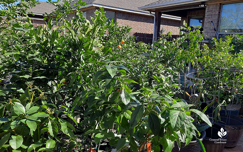 lots of backyard fruit trees in containers 