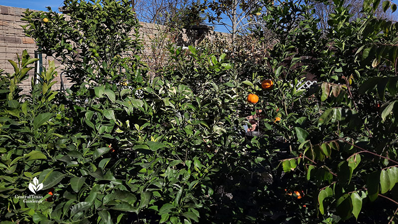 many fruit trees in containers