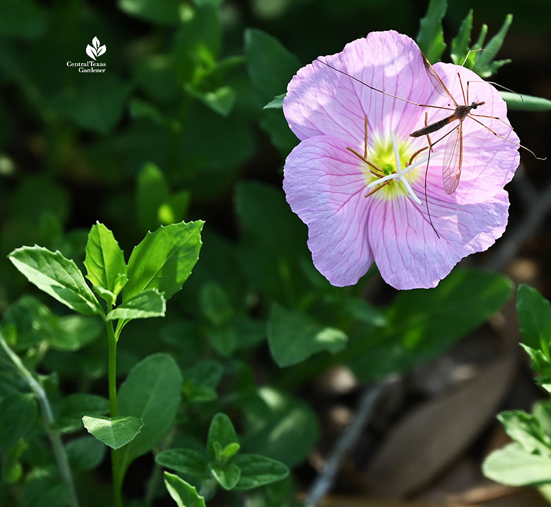 long-legged slender insect on pink flower