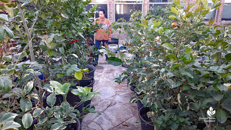 woman in backyard beyond rows of container plants