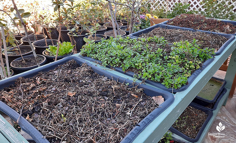 waist-high raised bed with slots for trays of herbs