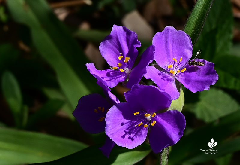 small winged insect in purple flowers 