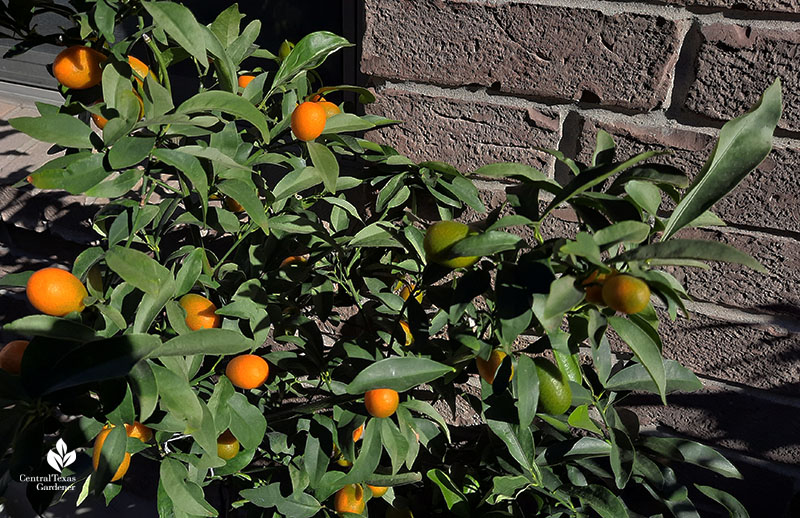 small oblong orange fruit