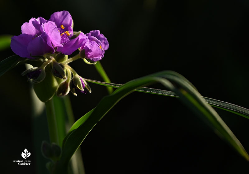 lavender flower 