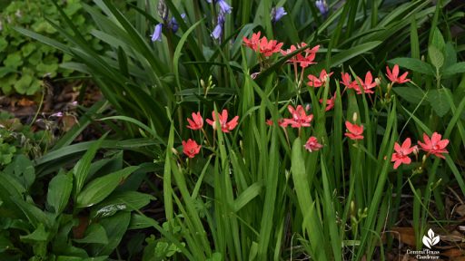 blue and coral flowers