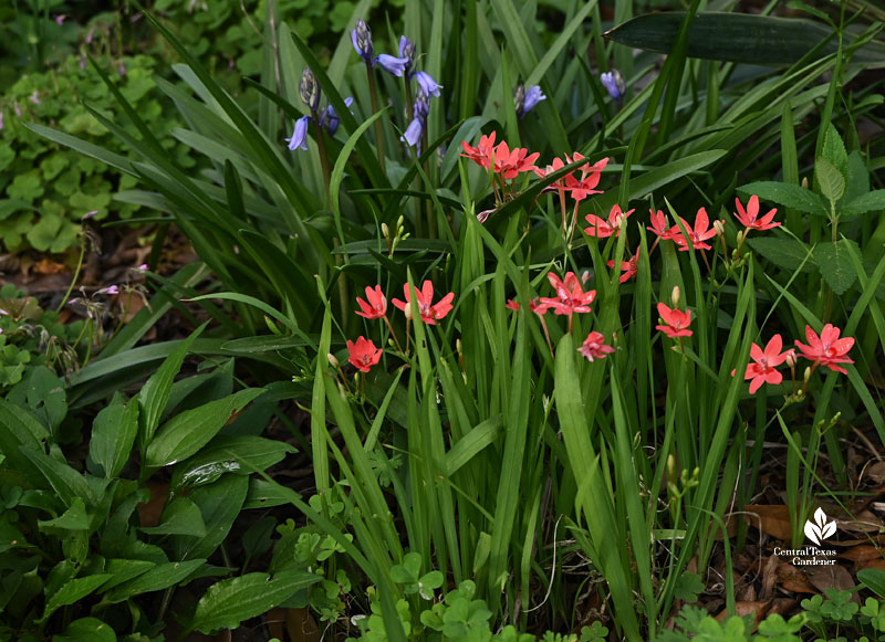 blue and coral flowers